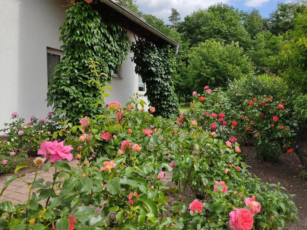 Grosszuegige Ferienwohnung Am Waldesrand Im Seenland Lauta Exteriör bild